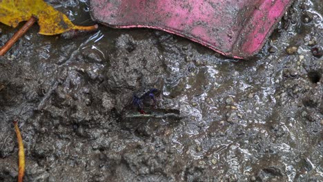 A-face-banded-crab,-foraging-on-the-muddy-floor-of-mangrove-wetlands-during-low-tide-period,-with-land-wastes-on-the-mudflat,-close-up-shot