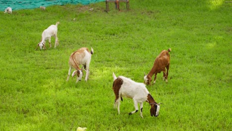 A-handheld-Long-shot-of-Four-white-and-brown-coloured-Indian-goats-grazing-grass-at-grassland-with-a-green-cloth-lying-far-away-in-the-background