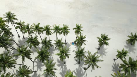 Aerial-view-of-palm-trees-casting-shadows-on-white-sand-beach-with-two-lounge-chairs