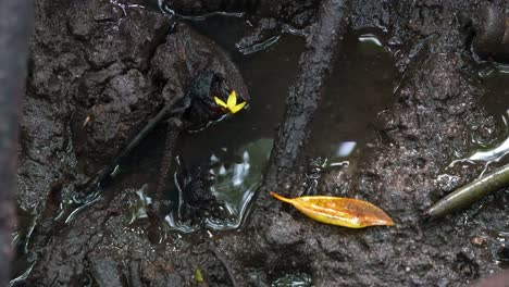 Close-up-shot-of-face-banded-crab-and-tree-climbing-crab-foraging-around-in-the-mangrove-wetlands-in-its-natural-habitat