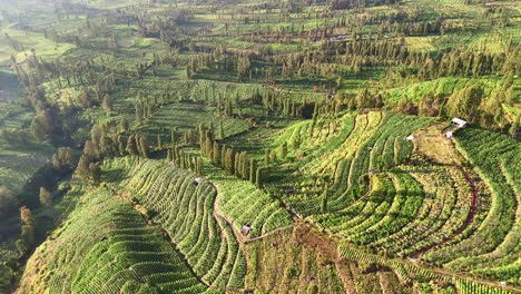 Aerial-view-of-tropical-agricultural-field