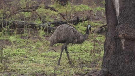 Funny-wild-Emu-walking.-Close-up