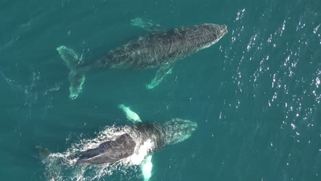 A-pair-of-adult-humpback-whales-migrate-in-winter