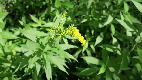 Tall-giant-goldenrod--plant-in-mild-breeze