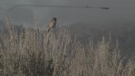 Savannah-Sparrow-singing-in-the-Sierra-Valley