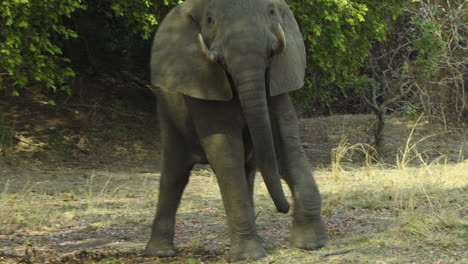 African-bull-elephant-approaches-a-fig-tree,-raises-his-trunk-and-picks-some-leaves-from-the-treetop