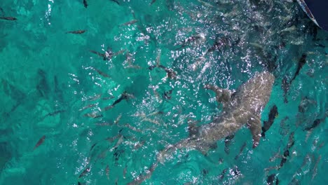 Aerial-top-down-close-up-of-shark-in-the-Indian-Ocean-Maldives-coral-reef