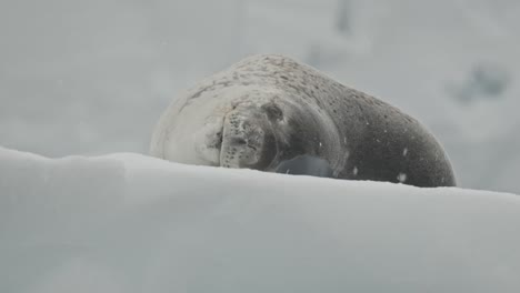 Gimbal-shot-around-leopard-seal-lying-on-ice-in-Antarctica-during-snowfall