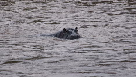 Hippopotamus-partially-submerged-in-river,-Maasai-Mara,-Africa