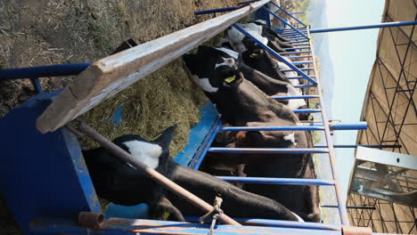 Healthy-Cows,-Quality-Milk:-Inside-a-Modern-Dairy-Farm