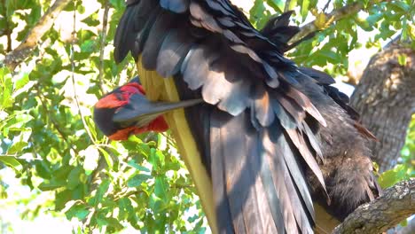 abyssinian-ground-hornbill-perched-while-grooming-and-cleaning-its-feathers,-Kruger-National-Park,-South-Africa