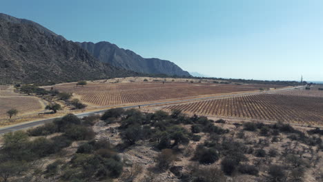 Aerial-view-of-vineyards-cultivated-in-Calchaquí-valley-in-Andes-mountain-range,-Salta,-Argentina