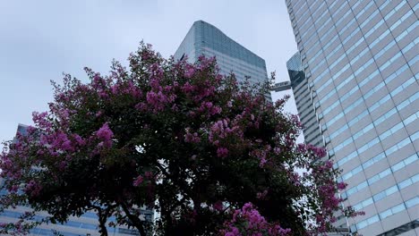 Ein-Lebendiger-Baum-Mit-Rosa-Blüten-Steht-Hoch-Zwischen-Modernen-Glaswolkenkratzern-In-Harumi-Tokio