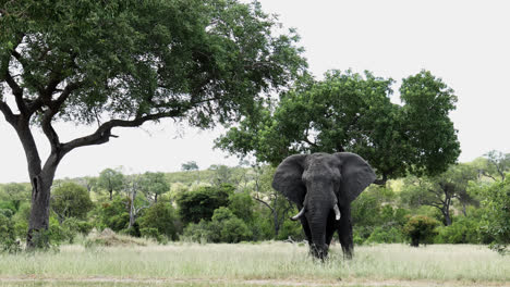 Majestic-solitary-African-Elephant-bull-stands-in-savannah-veld-of-game-reserve