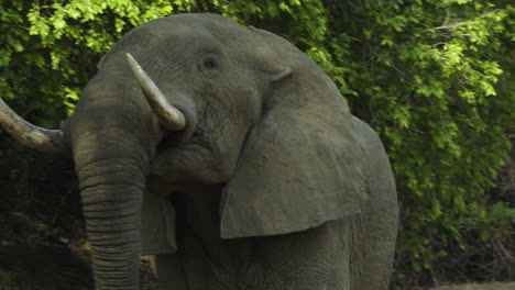 Porträt-Eines-Afrikanischen-Elefantenbullen,-Der-Ruhig-In-Die-Kamera-Blickt