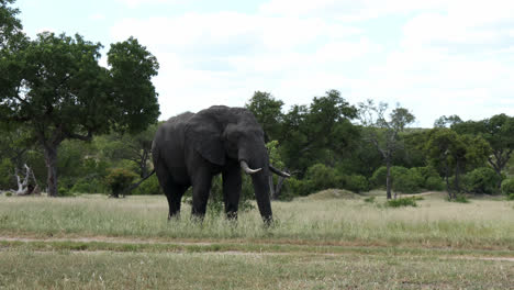 Gentle-African-Elephant-bull-flaps-ears-and-feeds-on-grass-in-savannah-biome