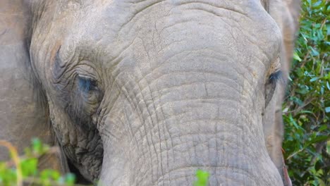 close-up-of-large-wild-female-African-elephant-and-her-extremely-long-protective-eyelashes