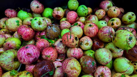 Pile-of-organic-fresh-plucked-apples,-mixture-of-bruised,-rotting-and-overripe