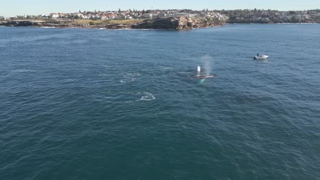 A-diver-jumps-into-the-ocean-from-the-boat-among-the-humpback-whales-at-Sydney-shoreline,-Australia