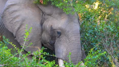 African-elephant-who-eating-foods-among-the-trees-at-Kruger-National-Park,-South-Africa