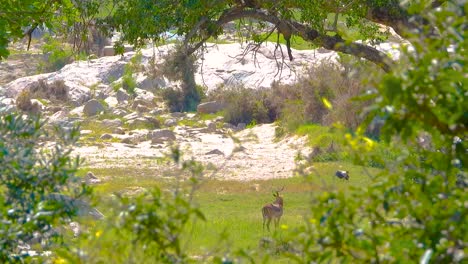 African-gazelle-and-stork-viewable-through-the-forest-trees,-Kruger-National-Park,-South-Africa