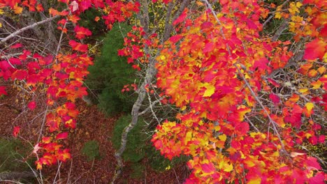 aerial-descent-into-explosive-golden-yellow-and-red-fall-leaf-change-colors-in-Mont-Tremblant,-Québec,-Canada