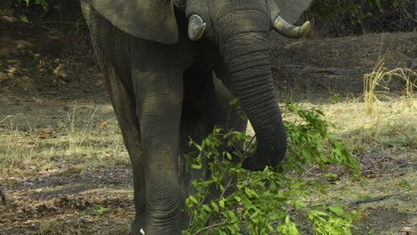 African-elephant-bull-flapping-ears