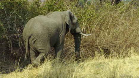 Bull-elephant-moves-away-and-walks-towards-a-bush