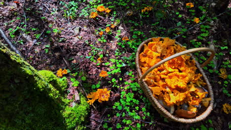 Holzkorb-Mit-Frischen-Pfifferlingen-Im-Wald