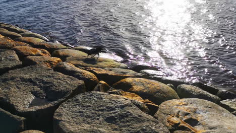 Seagull-Eating-Fish-on-Rocky-Shoreline-with-Sunlight-Reflection