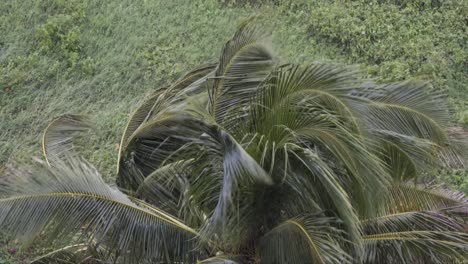 Hurricane-storm-in-Caribbean-with-bent-palm-tree,-strong-wind-and-rain