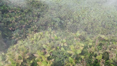 Palm-trees-jungle-forest-and-foggy-day-in-Puerto-Rico,-travel-concept