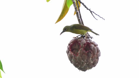 A-vibrant-female-sunbird-perches-on-a-ripe,-red-custard-apple-in-the-backyard,-curiously-surveying-her-surroundings-and-chirping,-close-up-shot