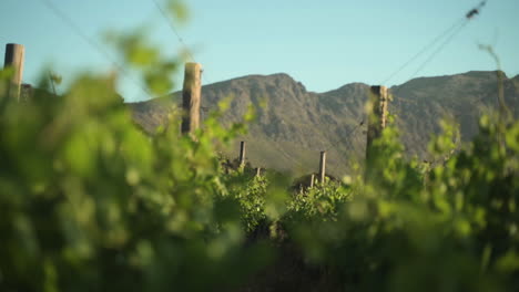 Established-green-leafy-vineyard-on-a-windy-day-on-a-wine-farm-with-a-beautiful-mountain-in-the-background