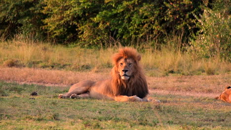 Male-lion-resting-on-grassy-plains-in-Maasai-Mara-during-daytime