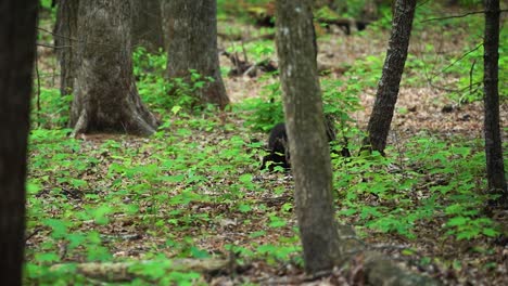 Black-bear-cubs-playing-in-the-forest-with-their-mother-nearby-in-Cades-Cove,-Great-Smoky-Mountains-National-Park