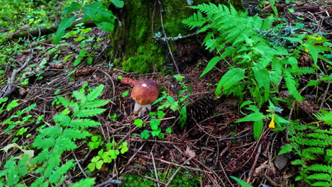 Beautiful-boletus-mushroom-in-wild-natural-green-forest,-close-up