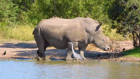 Hornless-rhino-near-water-pond-in-South-Africa