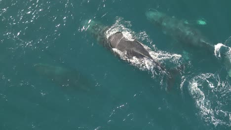 Three-huge-humpback-whales-traveling-across-the-blue-ocean-catching-air-on-the-surface