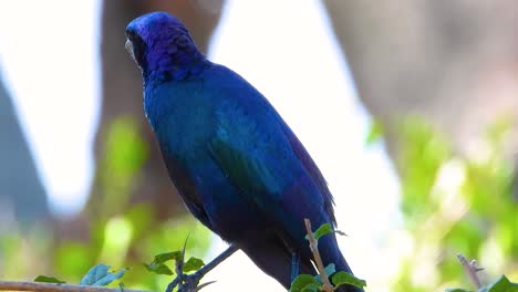 Lonely-blue-bird-in-its-habitat