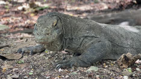 Komodo-dragon-turning-its-head-and-looking-into-the-camera