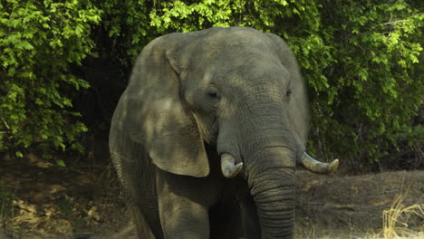 Portrait-of-a-powerful-bull-elephant-chewing-on-a-branch-with-fig-leaves