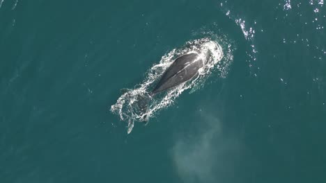 Aerial-shot-of-single-whale-appears-on-the-ocean-surface-blowing-the-water-spouts-and-making-rainbows