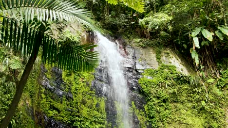 A-low-flow-waterfall-in-a-lush-jungle-with-ferns,-moss-and-sierra-palms,-Parque-el-Yunque,-Puerto-Rico