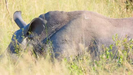 African-rhinoceros-waking-up-on-savannah-field,-Kruger-National-Park,-South-Africa