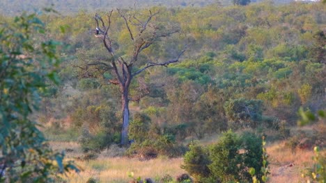 Landscape-the-resting-african-savannah-wildlife,-Kruger-National-Park,-South-Africa