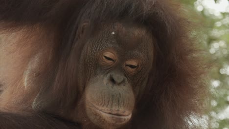 Toma-Suave-Con-Cardán-De-Un-Orangután-En-Un-árbol-En-La-Selva-Tropical