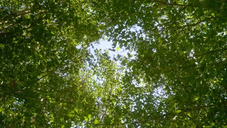 Green-tree-canopy-fluttering-in-the-wind