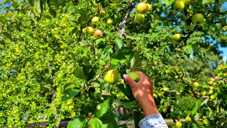 Hand-Reaching-to-Pick-Fresh-Apples-from-a-Tree-in-a-Sunny-Orchard-During-Harvest-Season