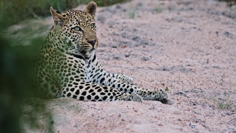 Close-side-view-of-leopard-lying-on-sand-and-watching-surroundings